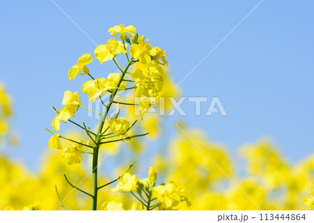 北海道　菜の花畑 113444864