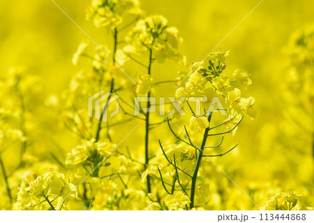 北海道　菜の花畑 113444868