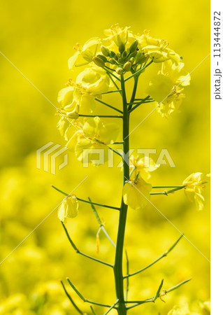 北海道 菜の花畑 北海道 菜の花畑 113444872