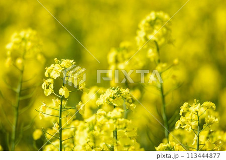 北海道　菜の花畑 113444877