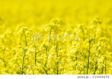 北海道　菜の花畑 113444879