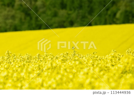 北海道　菜の花畑 113444936