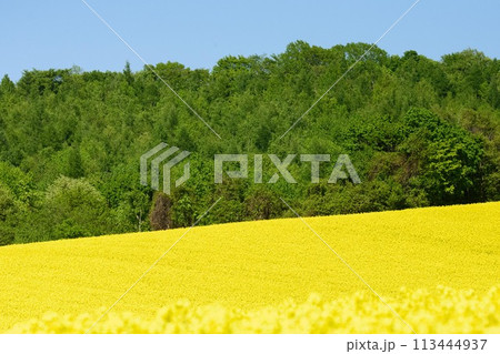 北海道 菜の花畑 北海道 菜の花畑 113444937