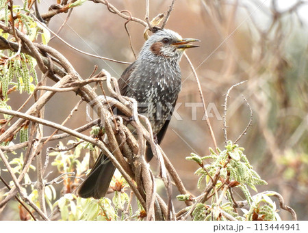 ヒヨドリ 113444941