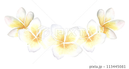 Plumeria white yellow Flowers watercolor illustration. Hand drawn sketch of Frangipani bouquet. Tropical border with exotic plants spa invitations or greeting cards design. Blooming jungle composition Plumeria white yellow Flowers watercolor illustration. Hand drawn sketch of Frangipani bouquet. Tropical border with exotic plants spa invitations or greeting cards design. Blooming jungle composition 113445081
