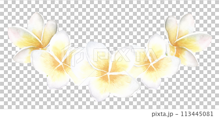 Plumeria white yellow Flowers watercolor illustration. Hand drawn sketch of Frangipani bouquet. Tropical border with exotic plants spa invitations or greeting cards design. Blooming jungle composition Plumeria white yellow Flowers watercolor illustration. Hand drawn sketch of Frangipani bouquet. Tropical border with exotic plants spa invitations or greeting cards design. Blooming jungle composition 113445081