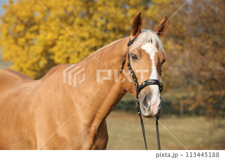 Amazing big warmblood in autumn Amazing big warmblood in autumn 113445188