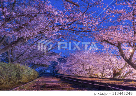 蹴上インクライン　夜桜 113445249