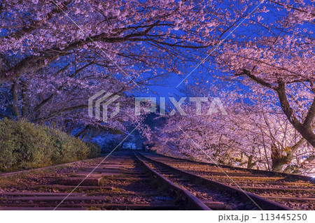 蹴上インクライン　夜桜 113445250