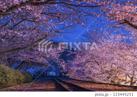 蹴上インクライン　夜桜 113445251