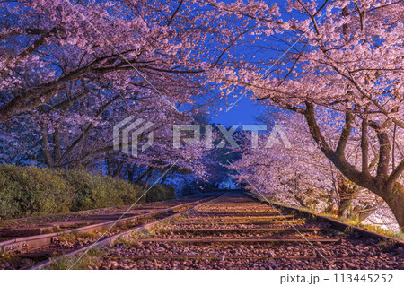 蹴上インクライン　夜桜 113445252