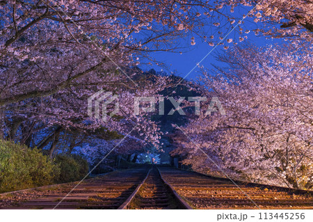 蹴上インクライン　夜桜 113445256