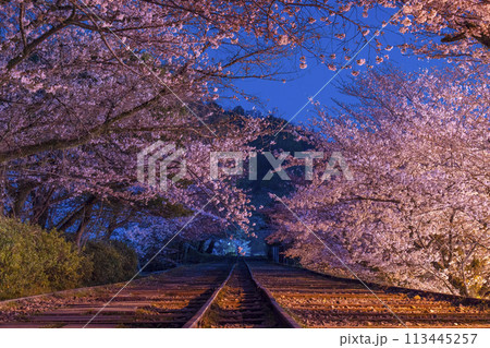 蹴上インクライン 夜桜 蹴上インクライン 夜桜 113445257