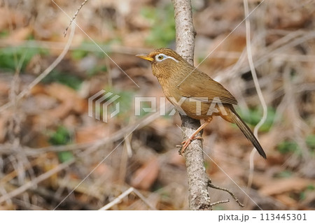 里山で出会ったガビチョウ 113445301