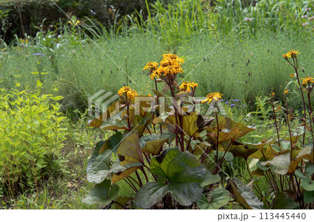 黄色い花が咲いた赤葉マルバタケブキ/キク科 黄色い花が咲いた赤葉マルバタケブキ/キク科 113445440