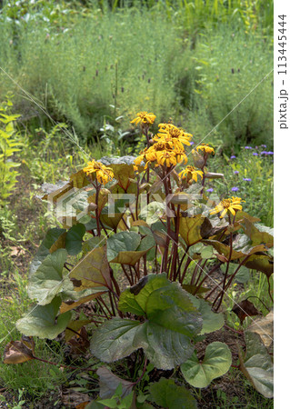 黄色い花が咲いた赤葉マルバタケブキの全体/キク科 黄色い花が咲いた赤葉マルバタケブキの全体/キク科 113445444