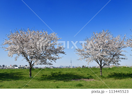 市川市の矢切取水場横の桜 113445523