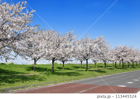 市川市の矢切取水場横の桜 113445524