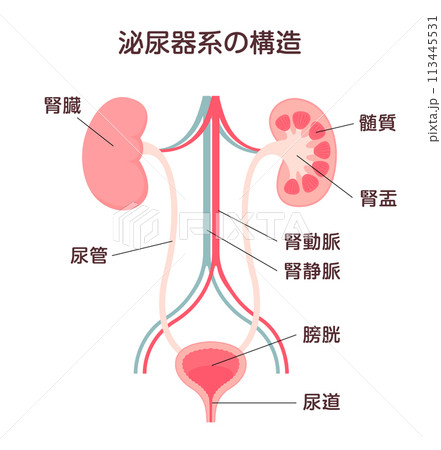 泌尿器系の構造 ベクターイラスト 113445531