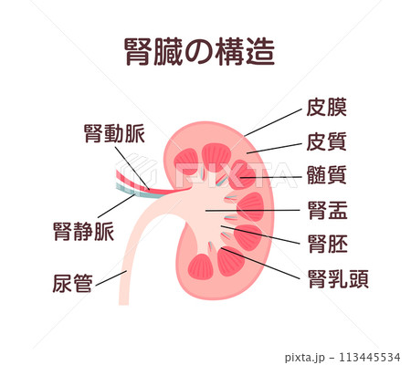 腎臓の構造 ベクターイラスト 113445534