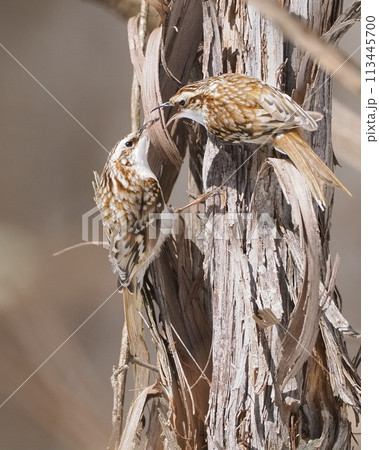 雄から雌へ求愛給餌をするキバシリ 113445700