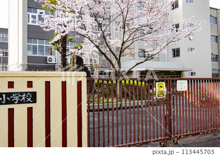 サクラと小学校校舎 サクラと小学校校舎 113445703