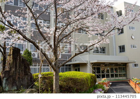 サクラと小学校校舎 サクラと小学校校舎 113445705