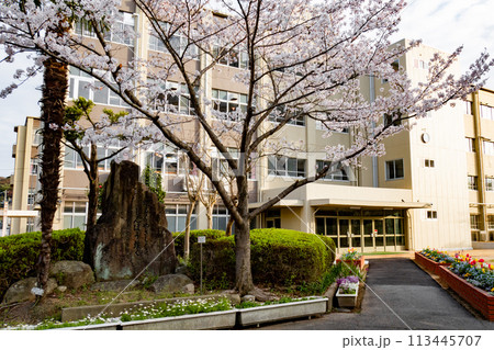 サクラと小学校校舎 サクラと小学校校舎 113445707