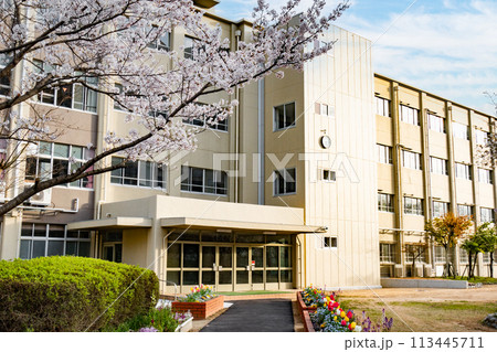 サクラと小学校校舎と青空 サクラと小学校校舎と青空 113445711