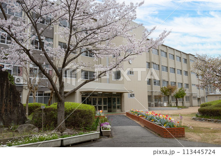 サクラと小学校校舎と青空 113445724
