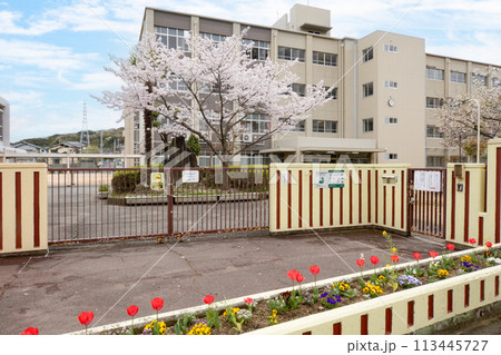 サクラと小学校校舎と青空 サクラと小学校校舎と青空 113445727