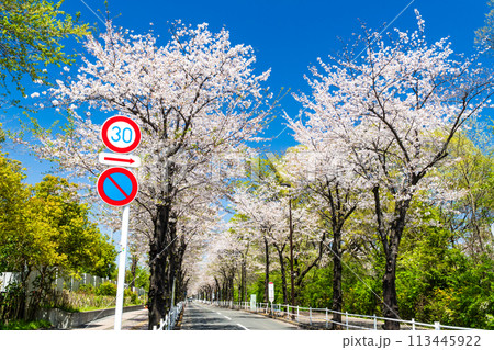 新緑と桜並木が続く道路 新緑と桜並木が続く道路 113445922
