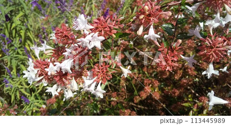 春から咲き始めてこの暑い夏も咲き続けるアベリアの花 春から咲き始めてこの暑い夏も咲き続けるアベリアの花 113445989