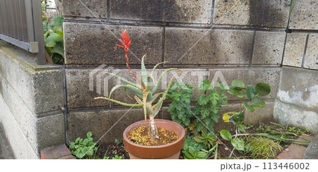 門扉花壇で赤い花を咲かせたキダチアロエ 門扉花壇で赤い花を咲かせたキダチアロエ 113446002