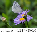 花とモンシロチョウ 113446010