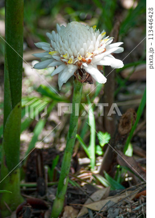 Close up on white wild ginger Close up on white wild ginger 113446428