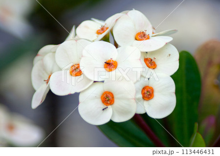 Close up on crown of thorns Close up on crown of thorns 113446431