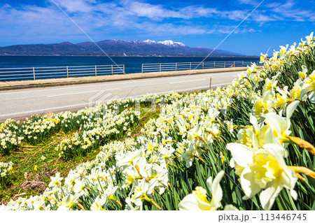 【新潟県_佐渡_越の長浜】のんびり行こうよ越の長浜 4月 【新潟県_佐渡_越の長浜】のんびり行こうよ越の長浜 4月 113446745