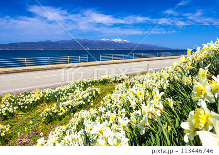 【新潟県_佐渡_越の長浜】のんびり行こうよ越の長浜 4月 【新潟県_佐渡_越の長浜】のんびり行こうよ越の長浜 4月 113446746