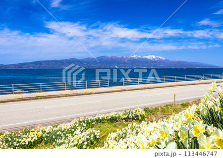 【新潟県_佐渡_越の長浜】のんびり行こうよ越の長浜 4月 113446747