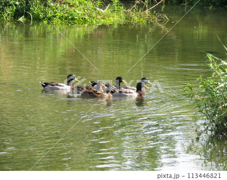 川を泳ぐマガモの群れ 113446821