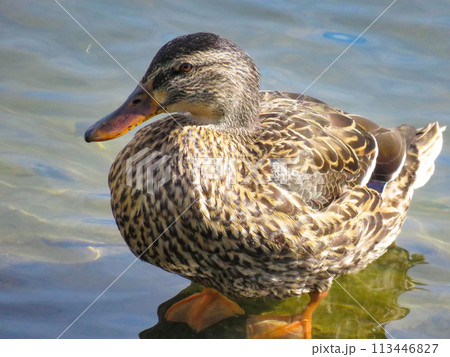 早朝の川に佇むマガモのメス 113446827