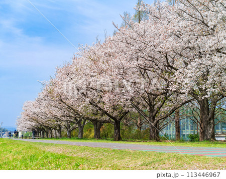 川沿いの桜風景 多摩川 川沿いの桜風景 多摩川 113446967