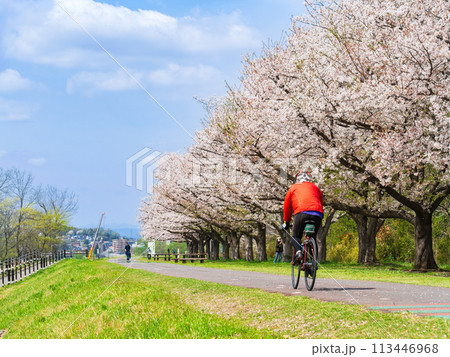 川沿いの桜風景 多摩川 川沿いの桜風景 多摩川 113446968
