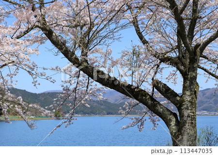 滋賀県 春の余呉湖畔の桜 滋賀県 春の余呉湖畔の桜 113447035
