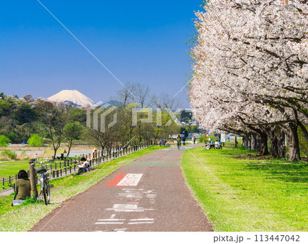 春の多摩川河川敷　富士山と桜 113447042