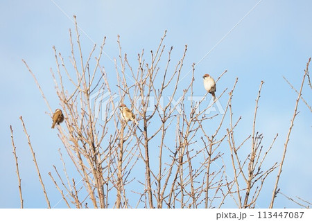 冬空に雀の群れ 113447087