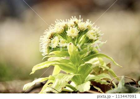 早春の蕗のとう 早春の蕗のとう 113447091