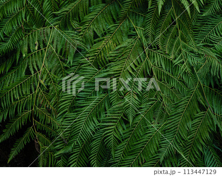 重なり合う緑の葉 113447129