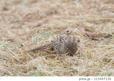 早春の水田で出会ったキジの雌 113447130